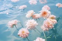 Floating flower outdoors blossom nature.
