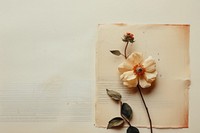 Cute collage scrapbooks on paper flower plant petal.