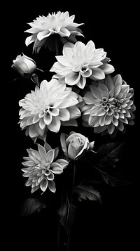 Photography of merry bouquet monochrome flower petal.