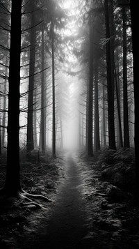 Photography of nature forest monochrome outdoors woodland.