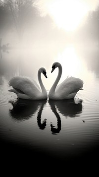 Photography of couple swan heart shape monochrome outdoors animal.