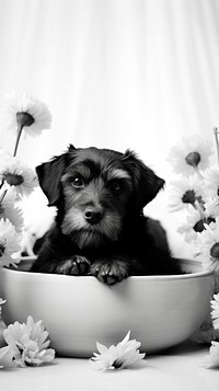 Photography of dog flower photography monochrome.