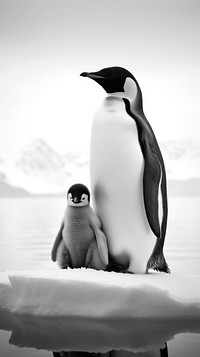 Photography of family emperor penguins monochrome animal white.