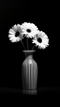 Photography of flowers in the black modern vase monochrome daisy plant.