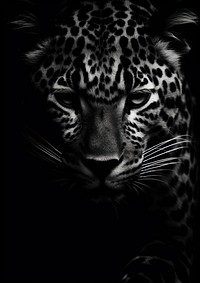 Photography of leopard print pattern wildlife animal mammal.