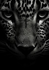 Photography of leopard print pattern wildlife cheetah animal.
