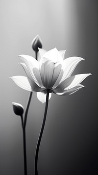 Photography of lotus monochrome flower petal.