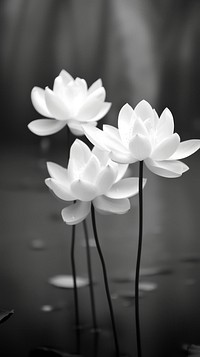 Photography of lotuses monochrome blossom flower.