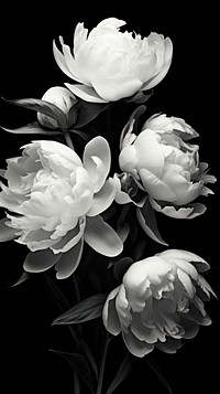 Photography of peonies monochrome flower petal.