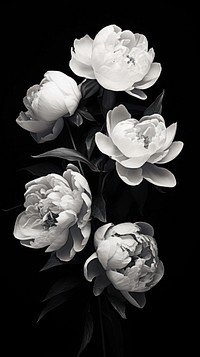 Photography of peonies monochrome flower petal.