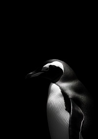 Photography of penguin animal black white.