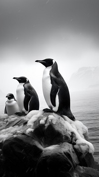 Photography of penguins monochrome animal black.