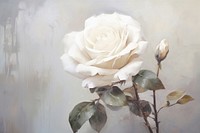 White rose painting blossom flower.