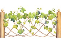 Vine with fence boarder plant leaf white background.