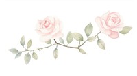 Pink roses as line watercolour illustration pattern flower plant.