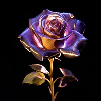 Rose flower violet petal.