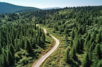 Pine forest road vegetation outdoors.