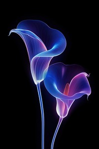 Illustration calla lily neon rim light purple flower plant.
