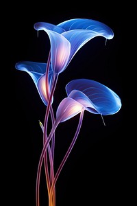 Illustration calla lily neon rim light nature flower purple.