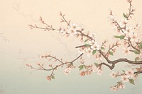 Illustration of cherry blossom art backgrounds painting.