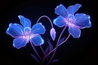 Illustration wild flower neon rim light purple plant blue.