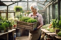 Senior gardener woman carrying crate with plants in greenhouse at garden gardening outdoors adult.