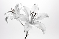 Lily no color icon transparent minimal flower plant white.