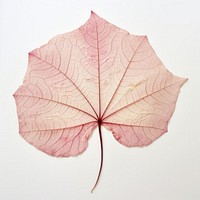  Real pressed caladium leaf plant tree red. AI generated Image by rawpixel.