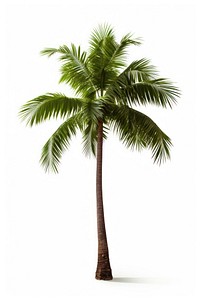 Tropical tree coconut plant.