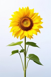 Sunflower plant sky inflorescence.