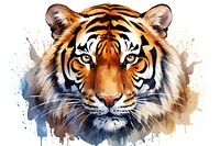 Bengal tiger wildlife animal mammal.