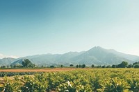  Fruit farm mountain sunlight outdoors. AI generated Image by rawpixel.