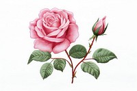 Pink rose in embroidery style pattern flower plant.