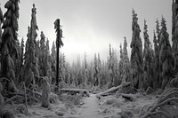  Snow forrest outdoors nature plant. AI generated Image by rawpixel.