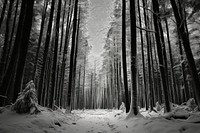  Snow forrest outdoors woodland nature. AI generated Image by rawpixel.
