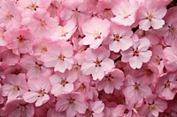  Sakura buatiful backgrounds blossom flower. AI generated Image by rawpixel.