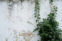 PNG Clean wall texture architecture backgrounds plant. AI generated Image by rawpixel.