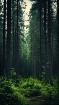  Nature nature forest wilderness. AI generated Image by rawpixel.