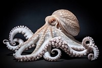 Octopus animal invertebrate translucent. AI generated Image by rawpixel.