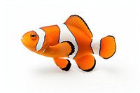 Clownfish animal white background pomacentridae. AI generated Image by rawpixel.