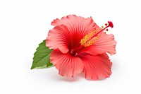 Hibiscus hibiscus blossom flower. AI generated Image by rawpixel.