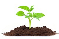 Young plant growing in soil leaf white background agriculture.