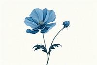 Blue flower petal plant blue.