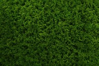  Grass turf texture backgrounds vegetation outdoors. AI generated Image by rawpixel.