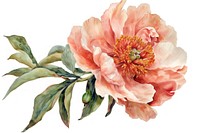 A blooming peony flower painting plant rose.