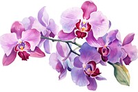 Colorful orchid flower wrearth blossom plant white background.