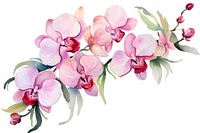 Colorful orchid flower wrearth blossom plant white background.