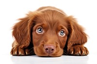 Red Cobberdog pup mammal animal puppy. AI generated Image by rawpixel.