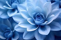  Blue flower backgrounds inflorescence fragility. AI generated Image by rawpixel.