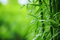  Nature bamboo backgrounds plant. AI generated Image by rawpixel.